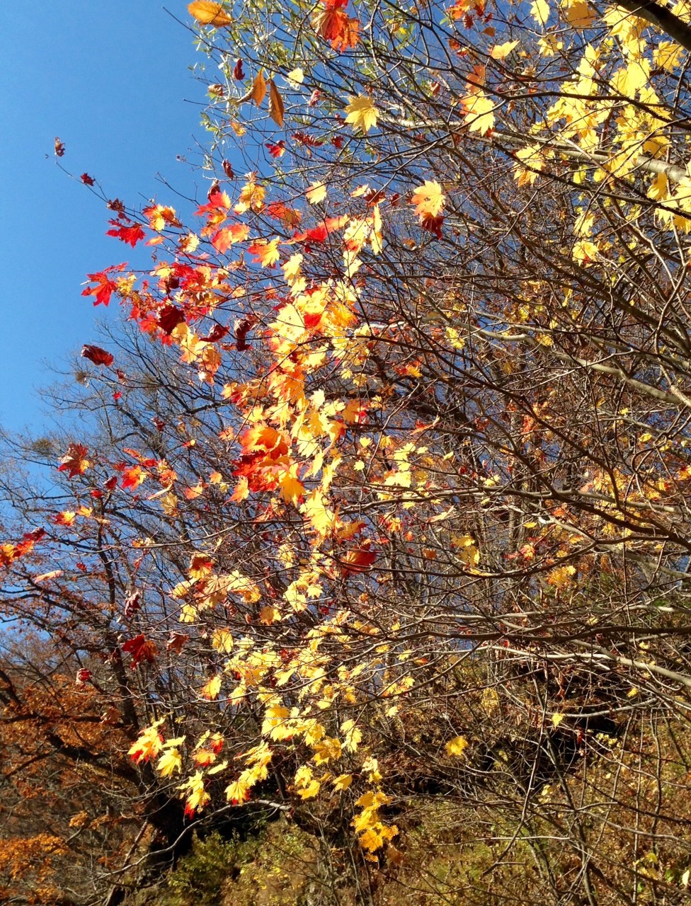 定山渓の紅葉