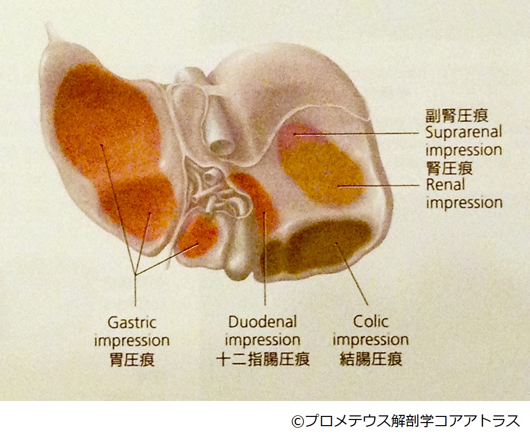 肝臓背面の圧痕