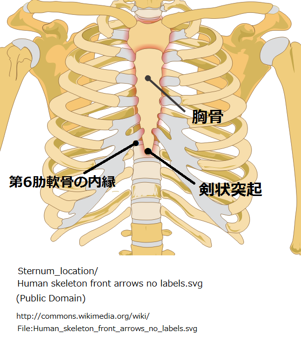 Sternum_location…Human skeleton front arrows no labels.svg(Public Domain)-2