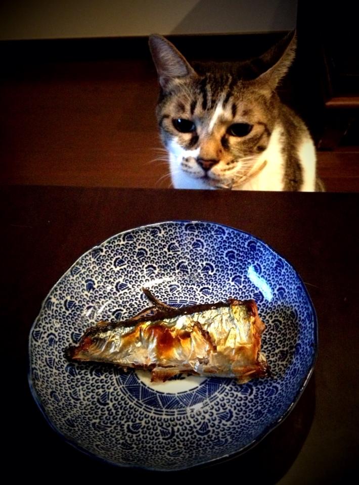 『猫に秋刀魚』　　撮影：M.Kobayashi