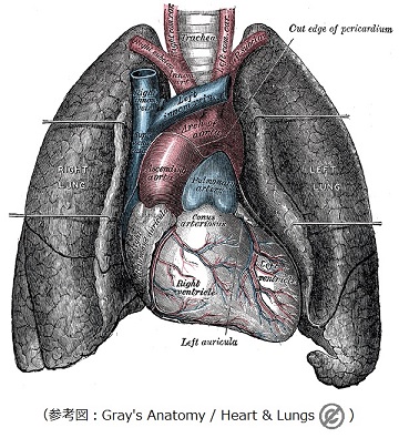 症状には、隠された繋がりがある。〜喉頭と心臓の症例から