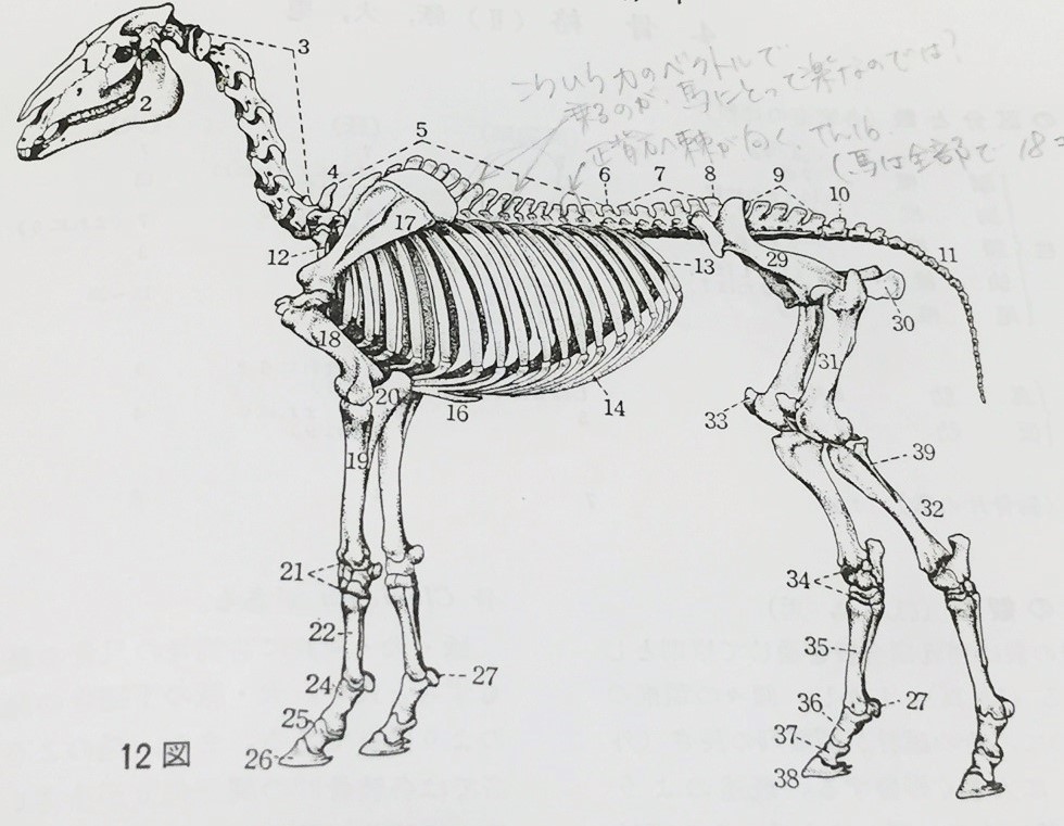図引用：『家畜比較解剖学　上巻』