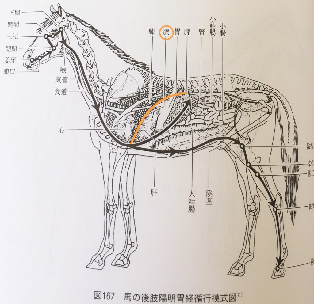 馬の横隔膜