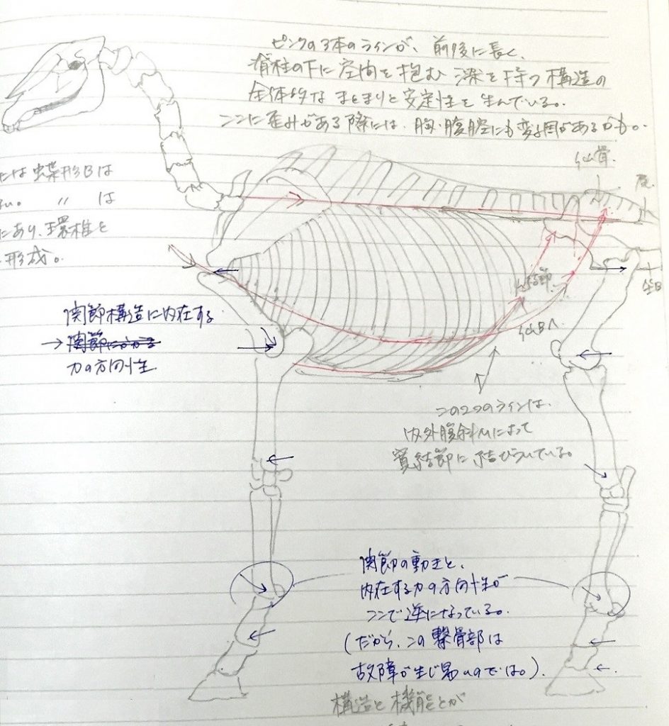 馬体の構造のノート (2)