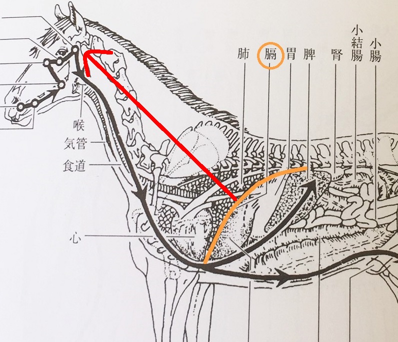 馬／横隔膜-頭頚の直角