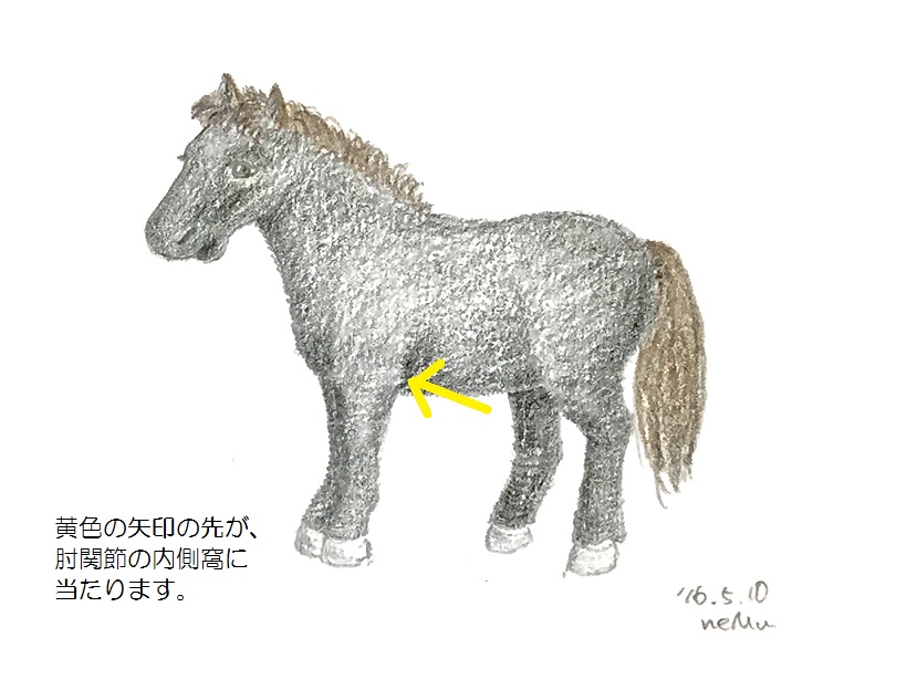 馬の肘関節の内側窩
