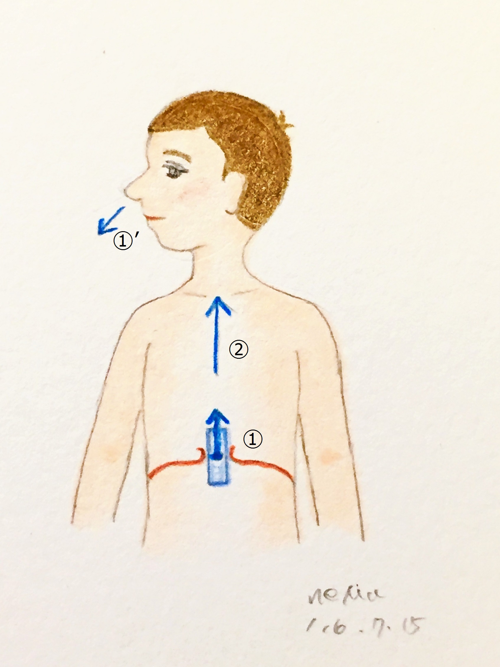 横隔膜からの呼気（番号入り）